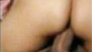 देसी बिल्ली
