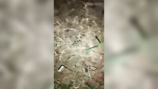 गाँव वाली शादी से भाभी को भगाकर खेत में चोदा